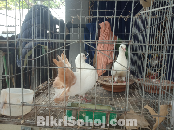 রেসার ১ জোড়া, কালদম একজোড়া, গিরিবাজ একজোড়া, ফ্যান্টেল